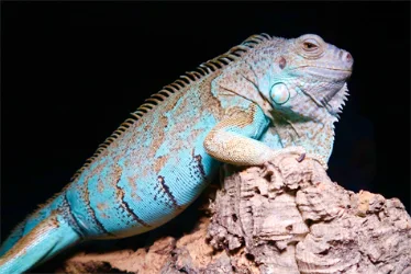 Animal photo
