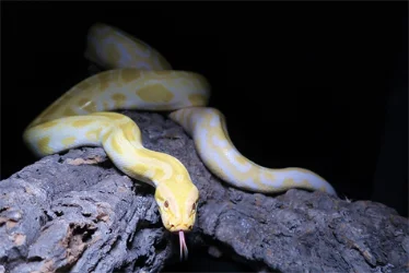 Animal photo
