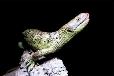 Animal photo