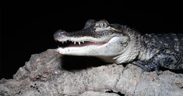 Animal photo