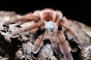 Animal photo