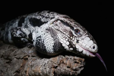 Animal photo