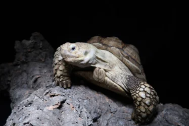 Animal photo