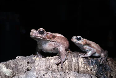 Animal photo