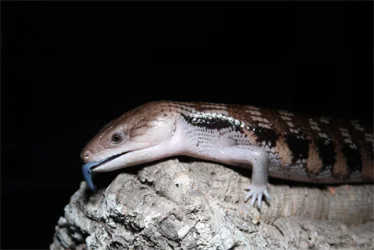 Animal photo