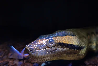 Animal photo