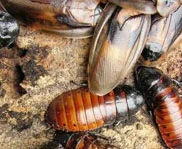 Bug Shows