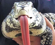 Reptile Shows